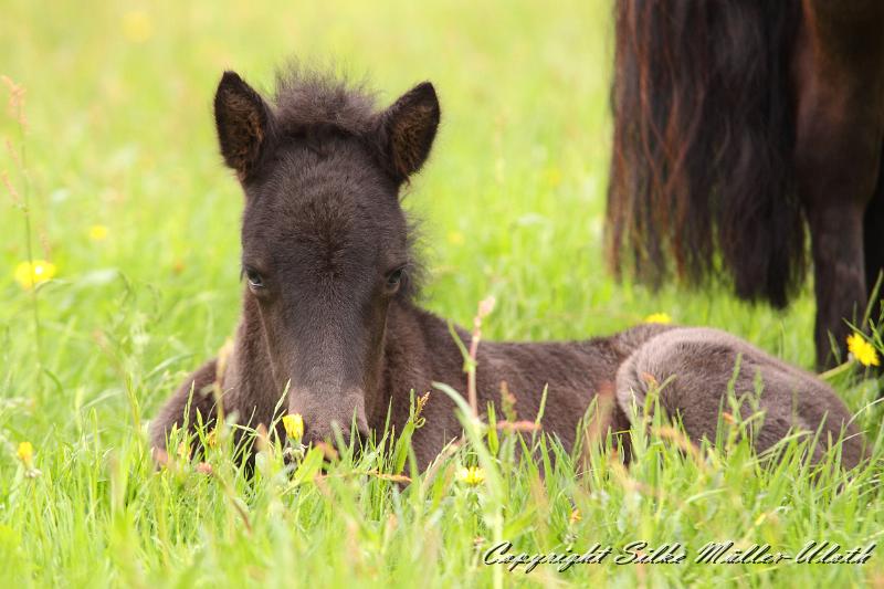 Orson v.JPG - Orson von Heidmoor 2 Wochen alt